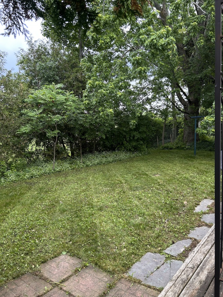 Beautifully cut backyard lawn