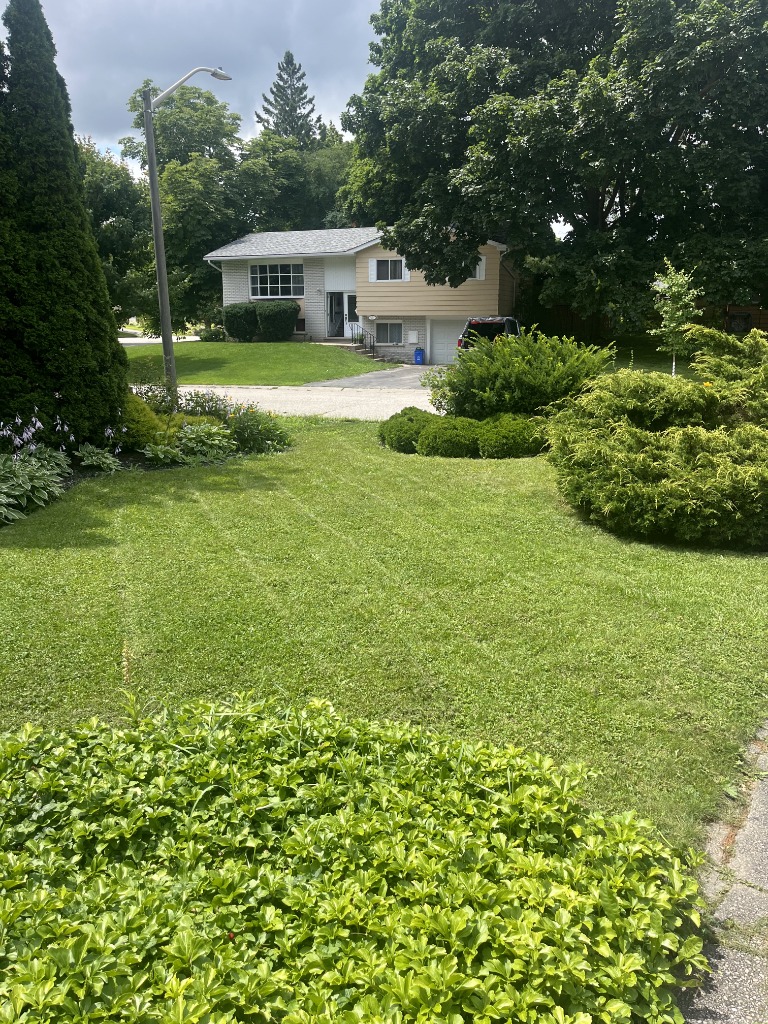 Lawn Mowing service